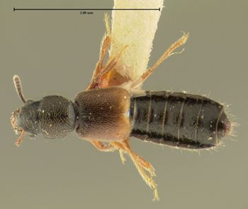 Media type: image;   Entomology 24066 Aspect: habitus dorsal view